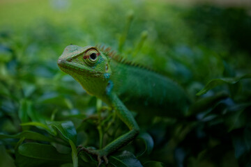 Naklejka na ściany i meble Green forest lizard of Sri Lanka spotted in Galle ready to attack or catch prey