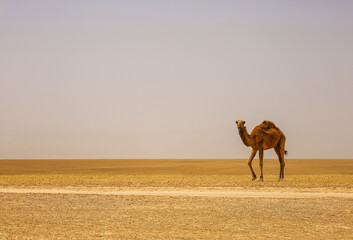 View of beautiful camel in desert