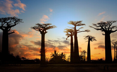 Beautiful sunset with the baobab tree in Morondava ,Madagascar.
