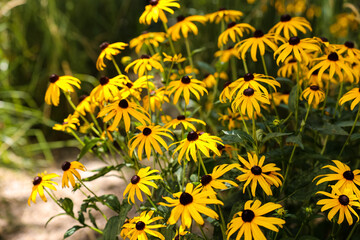 Bush of beautiful echinacea flowers in garden