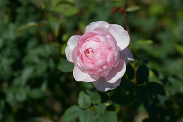 スブニール・ドゥ・ルイ・アマード　バラの花