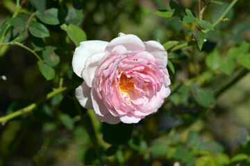 スブニール・ドゥ・ルイ・アマード　バラの花