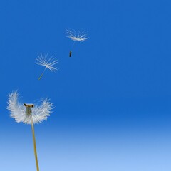 Dandelion seeds flying across on the blue sky. Copyspace. Generative AI