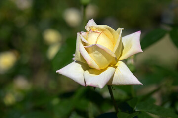 ピース　バラの花