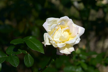 ピース　バラの花