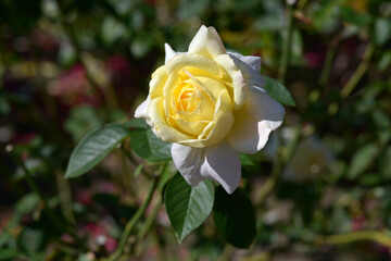 ミツコ　バラの花