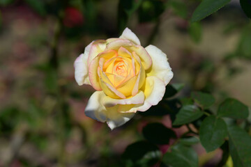 ミツコ　バラの花