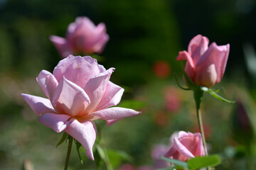 Obraz premium 桃山 バラの花