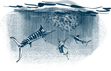 vector sketch of the underwater marlins hunting scene