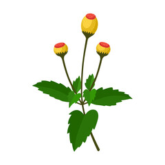 Vector illustration of Acmella Oleracea, also called toothache plant, Szechuan button, paracress, buzz button, tingflowers and electric daisy, isolated on white background.