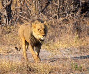 The king of the jungle walks through his kingdom