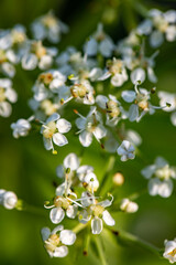 Fototapeta premium Pleurospermum austriacum flower growing in mountains 