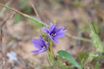 Cambodia. Aristea ecklonii (common names: blue flies, blue stars, blue-eyed iris, blue corn-lily) is a plant species in the Iridaceae, first described in 1866.
