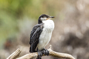 Juvenile Little Pied Cormorant in Victoria, Australia