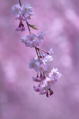 春爛漫満開