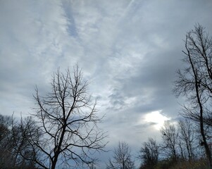 Fototapeta na wymiar Bright, Cloudy December Sky Over Bare Trees