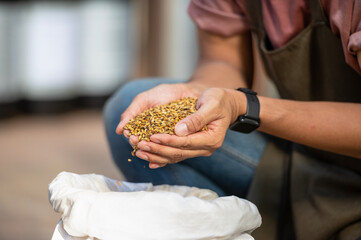Close-up of a farmer's craft brewer worker's hand holding wheat grains in an Asian brewery.