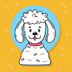 cute french poodle dog