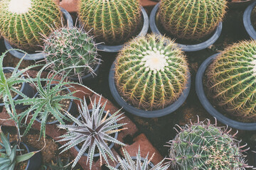 Cactus in the garden