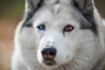 Siberian Husky dog with eye injury close up portrait, beautiful Husky dog with black white coat color and damaged red eye, cute sled dog breed. Friendly husky dog portrait outdoor forest background © TRAVELARIUM