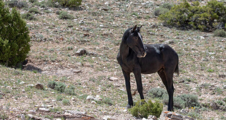 Wild horse - Young black stallion on mineral lick hill in the western United States