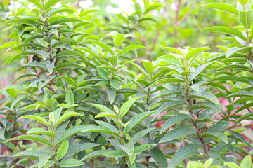 leaf background for any use