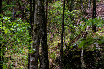 Deer in the forest, Bohinj region	
