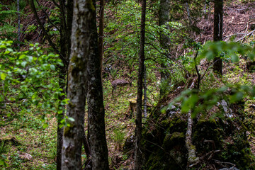Deer in the forest, Bohinj region	