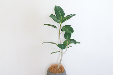 フィカス　ベンガレンシス