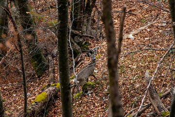 Deer in the forest, Bohinj region	
