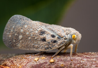 Macrophotography of a Citrus Flatid Planthopper (Metcalfa pruinosa). Extremely close-up and details.