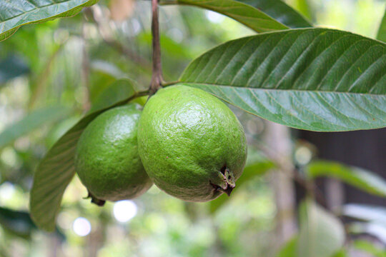 green colored guava on tree in farm