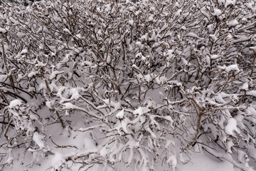 Close up of rose branches with spikes during winter time covered with fresh white snow. Abstract background or backdrop.