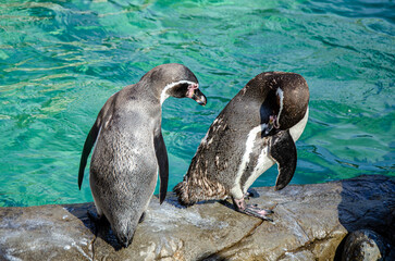 two penguins are standing on the edge of pool in zoo, cleaning their feathers, basking in the sun © Ninaveter