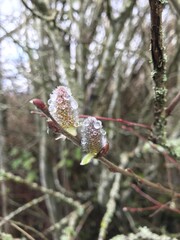 Droplets on a pussy willow