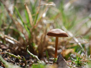 mushroom in the grass
