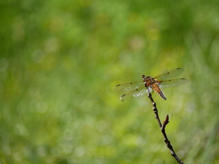dragonfly on a branch