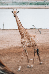 long distance photo of a giraffe which is in the zoo and has a river in the background