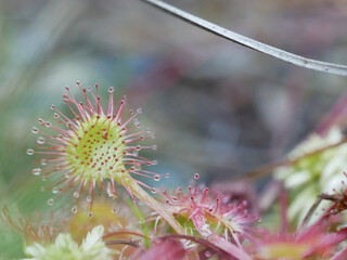 Sundew in the forest