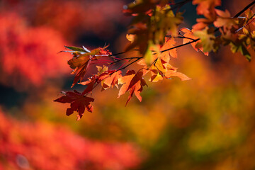 愛知県豊田市足助町　紅葉した秋の香嵐渓