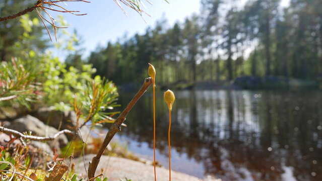 Polytrichaceae family of mosses near the water.