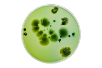 Petri dish or culture media with bacteria on white background with clipping, Test various germs, virus, Coronavirus, COVID-19, Microbial population count, Food science.