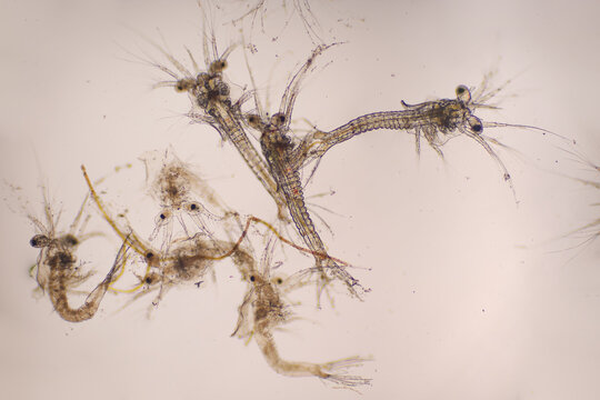 รูปภาพZoea เลือกดูภาพถ่ายสต็อก เวกเตอร์ และวิดีโอ298 Adobe Stock