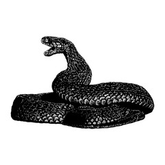 Fototapeta premium Red Spitting Cobra hand drawing vector illustration isolated on background.