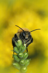 Vertical closeup on a brown banded carder bee, Bombus pascuorum, against a yellow blurred background