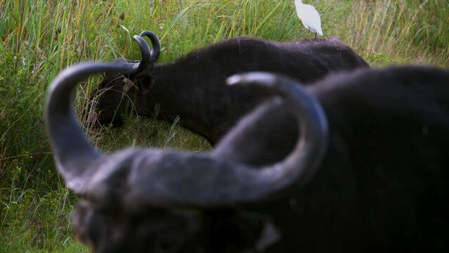 Newborn buffalo calf with his mother walking and grazing in the forest with ergets around