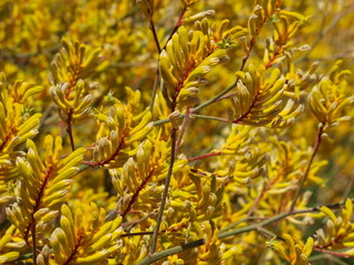 Kangaroo Paw Yellow Flower, Anigozanthos in the garden in Australia