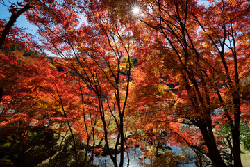 愛知県豊田市足助町　紅葉した秋の香嵐渓