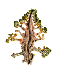 Fresh and Dried slices of broccoli