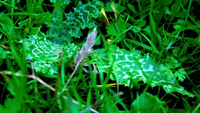 Green grass on the ground